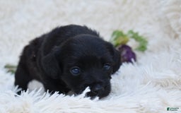 Chihuahua dogs for sale: Nila - Image 1