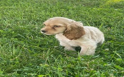 Cocker Spaniel dogs for sale: Olivia - Image 2