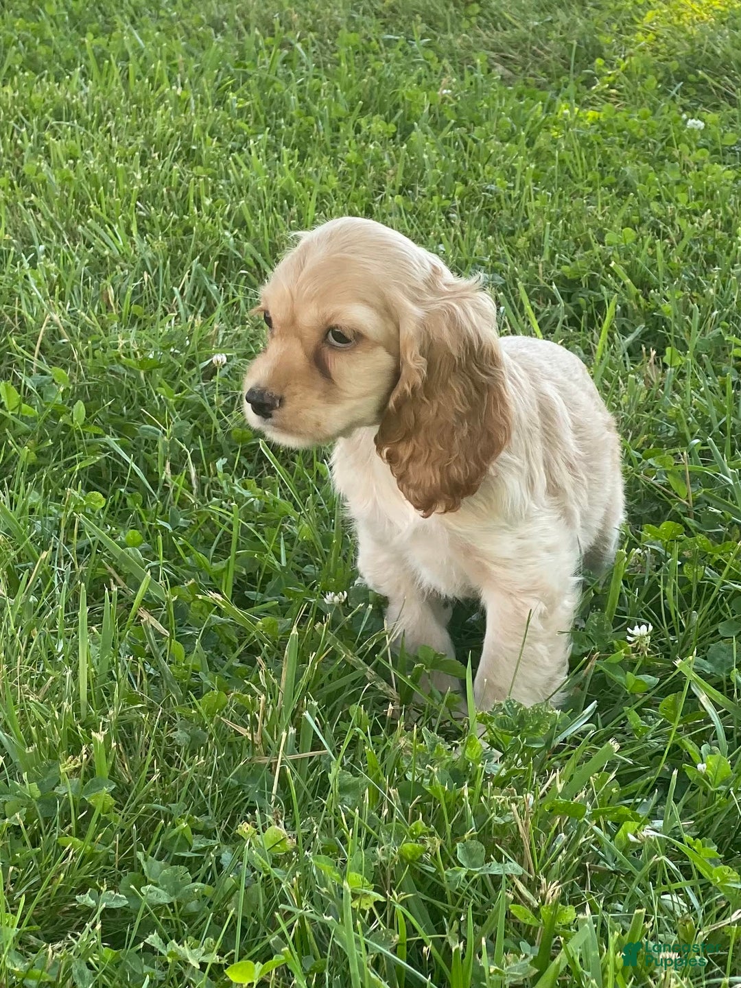 Cocker Spaniel dogs for sale: Olivia - Image 2