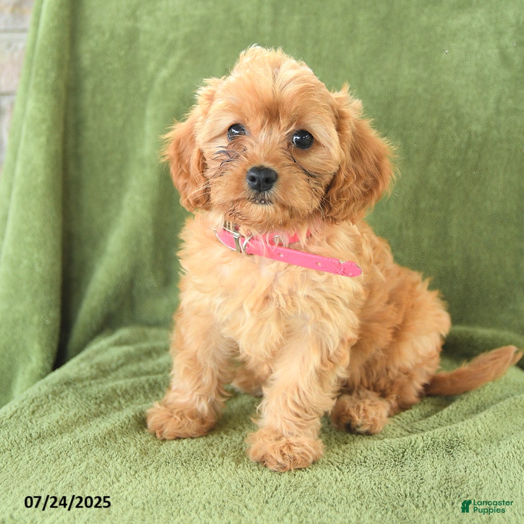 Cavapoo dogs for sale: Coco - Image 5