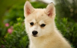 Pomsky dogs for sale: Blaze - Image 12