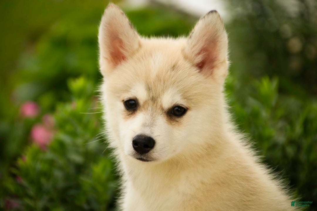 Pomsky dogs for sale: Blaze - Image 12