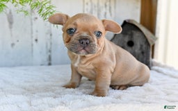 French Bulldog dogs for sale: Buster - Image 3
