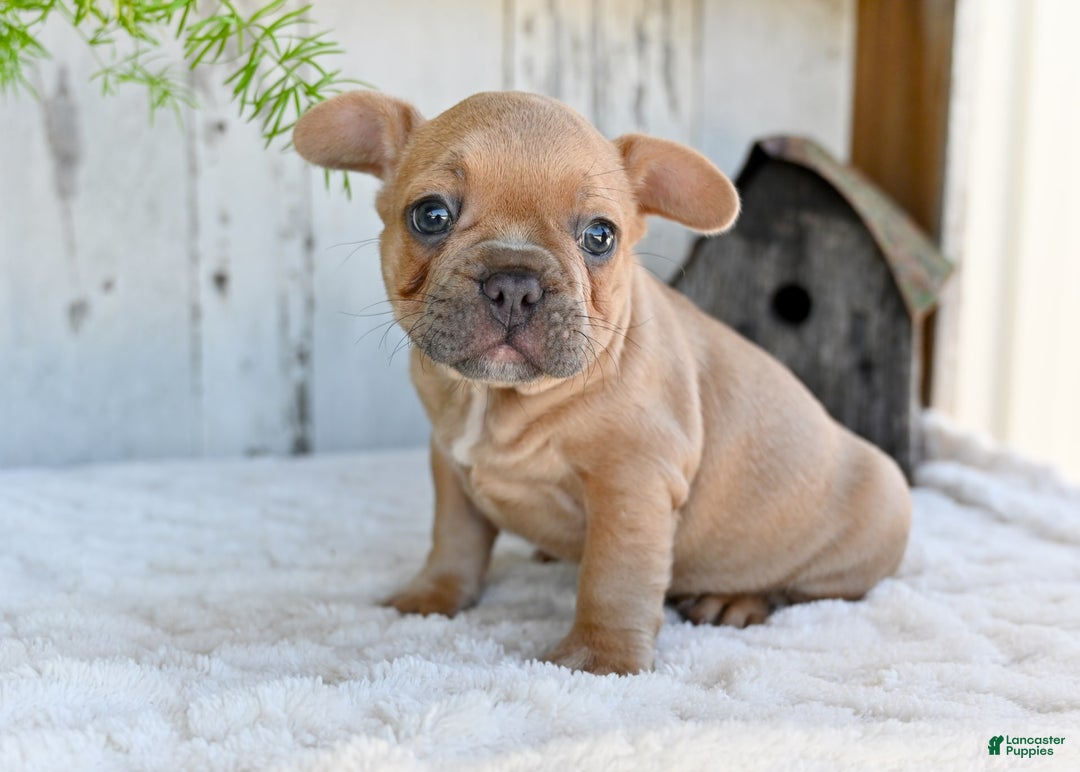 French Bulldog dogs for sale: Buster - Image 3