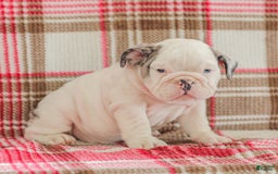 English Bulldog dogs for sale: Marley - Image 1