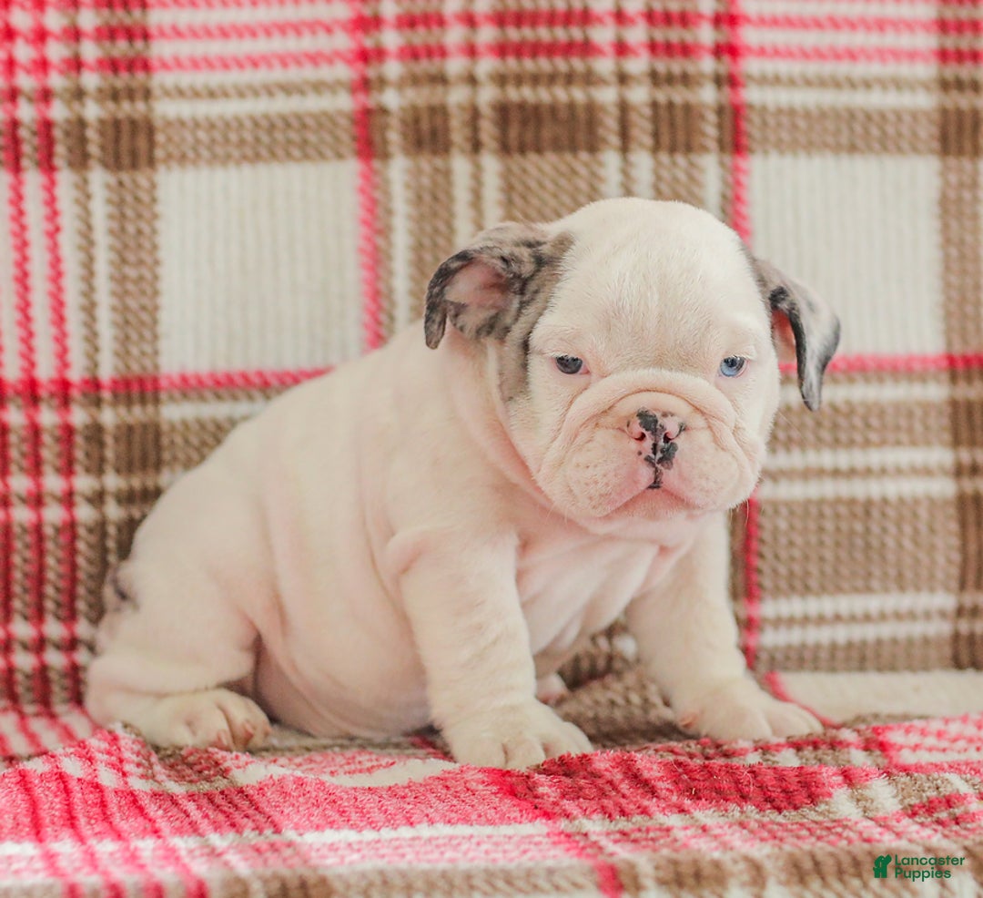 English Bulldog dogs for sale: Marley - Image 1