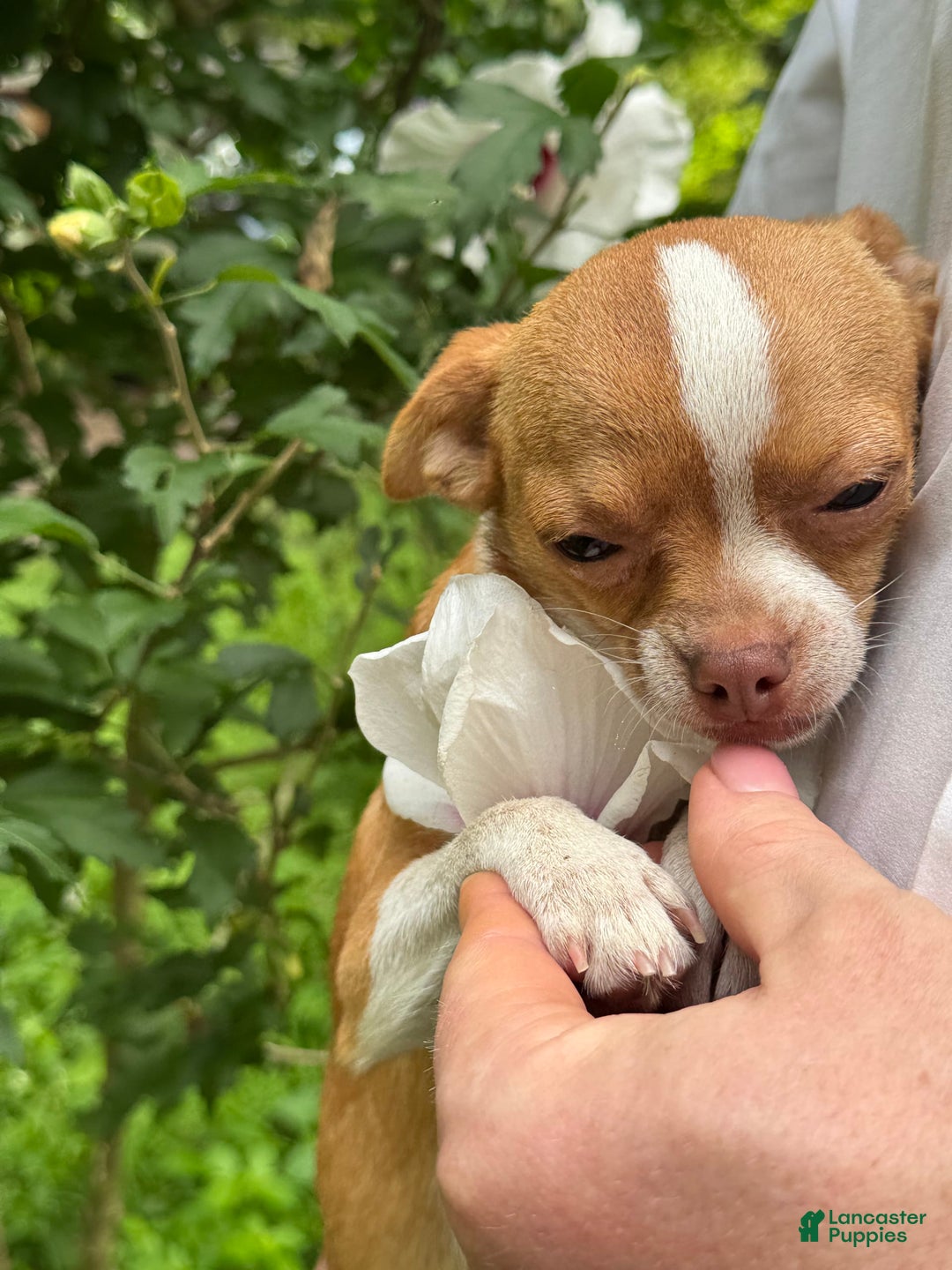 Chihuahua dogs for sale: Chihuahua 2 puppies - Image 23