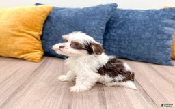 Havanese dogs for sale: Buddy - Image 1