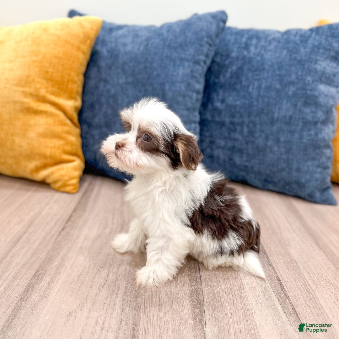 Havanese dogs for sale: Buddy - Image 1