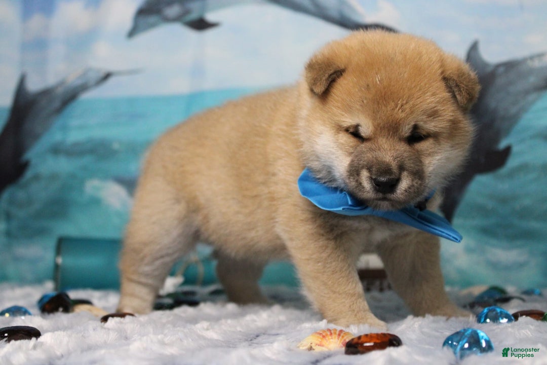 Shiba Inu dogs for sale: Larry - Image 12