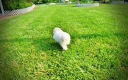 Havapoo dogs for sale: Valiant - Image 1
