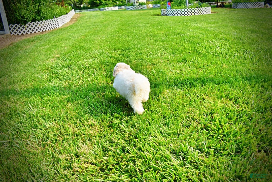 Havapoo dogs for sale: Valiant - Image 1