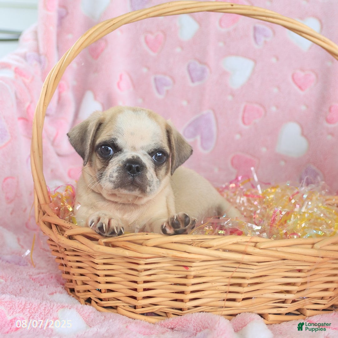Pug dogs for sale: Archie - Image 2