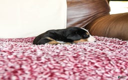 Greater Swiss Mountain Dog dogs for sale: Georgia - Image 9