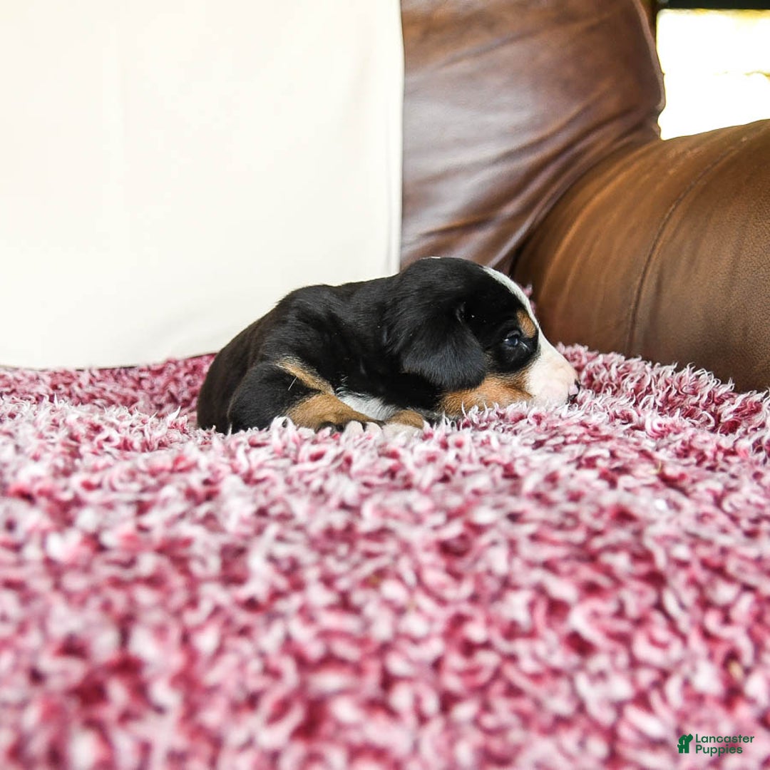 Greater Swiss Mountain Dog dogs for sale: Georgia - Image 9