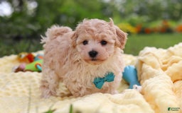 Havapoo dogs for sale: Mickey - Image 9