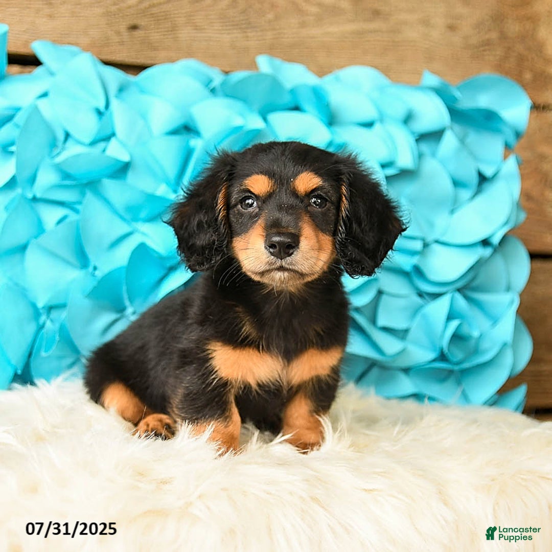 Miniature Dachshund dogs for sale: Midnight - Image 2