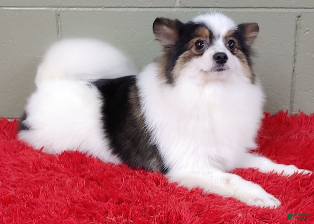 Pomeranian dogs for sale: Topper - Image 4
