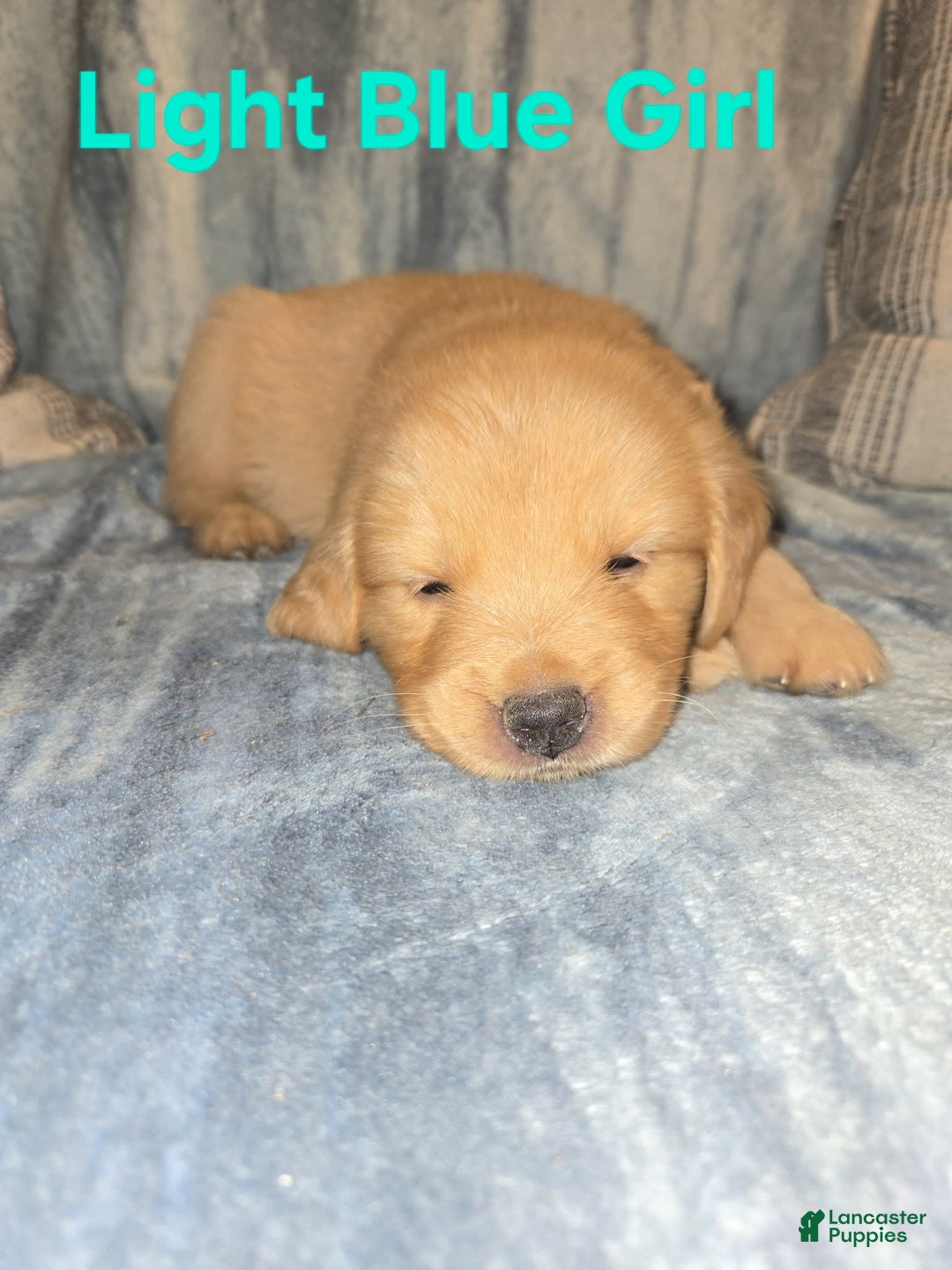 Golden Retriever dogs for sale: Light Blue Girl - Image 2