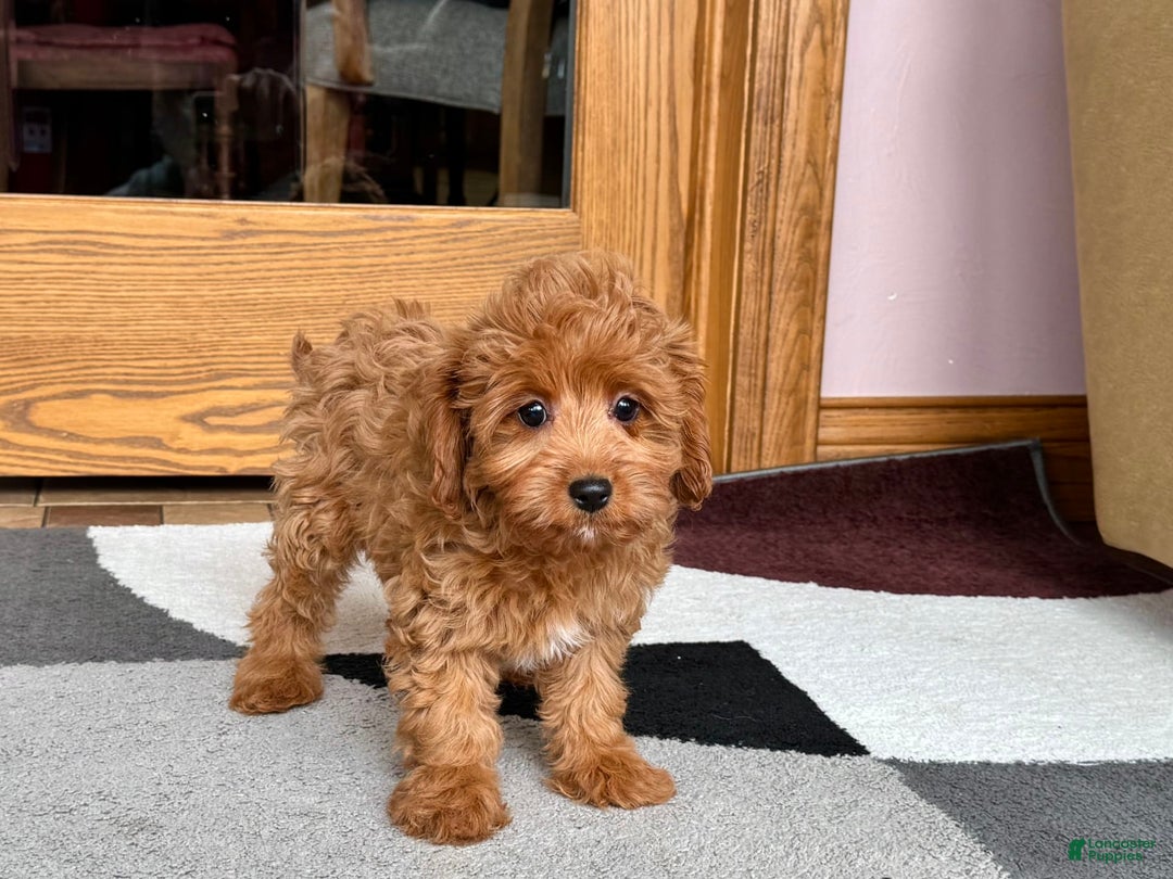 Cockapoo dogs for sale: Leona F1b - Image 1