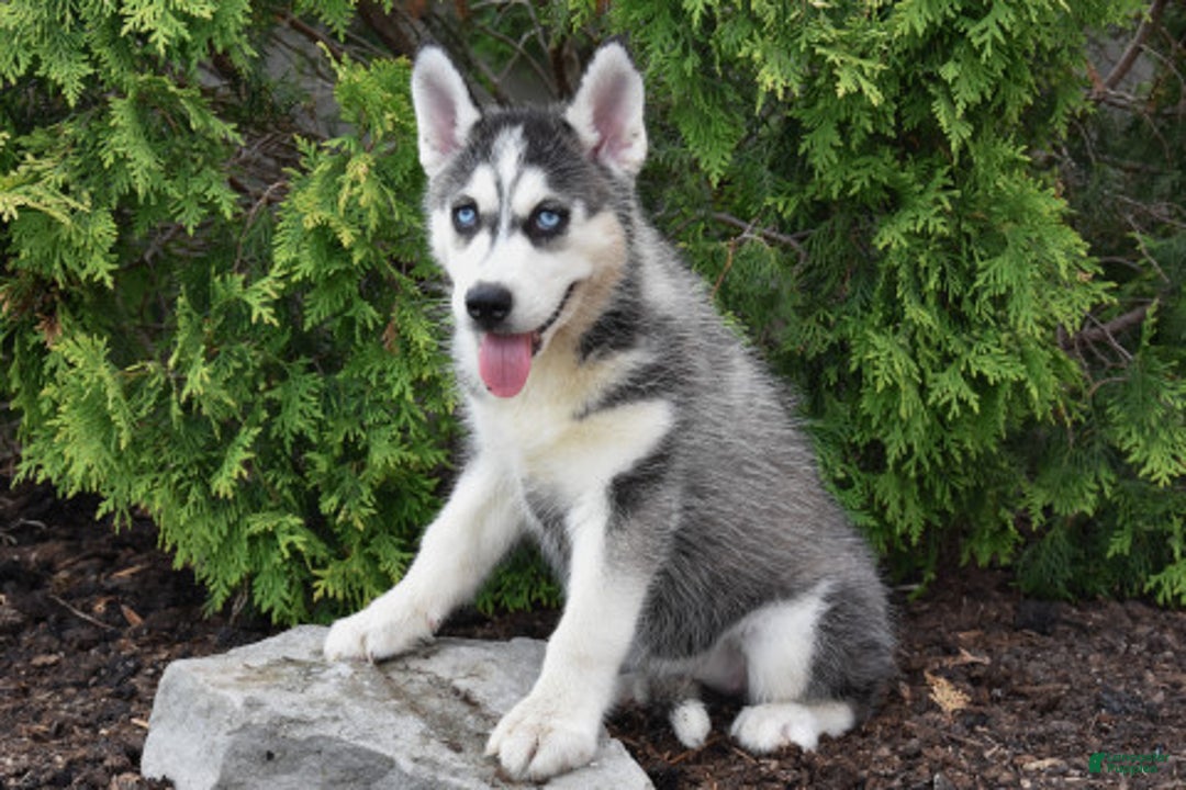 Siberian Husky dogs for sale: Marcey - Image 2