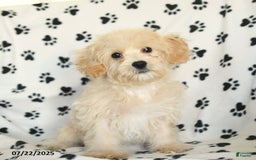 Cavapoo dogs for sale: Ace - Image 8