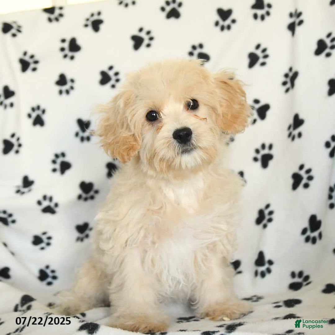Cavapoo dogs for sale: Ace - Image 8