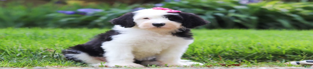 Poppy