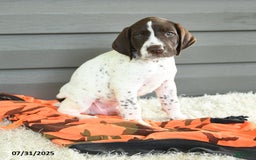 German Shorthaired Pointer dogs for sale: Anchor - Image 5