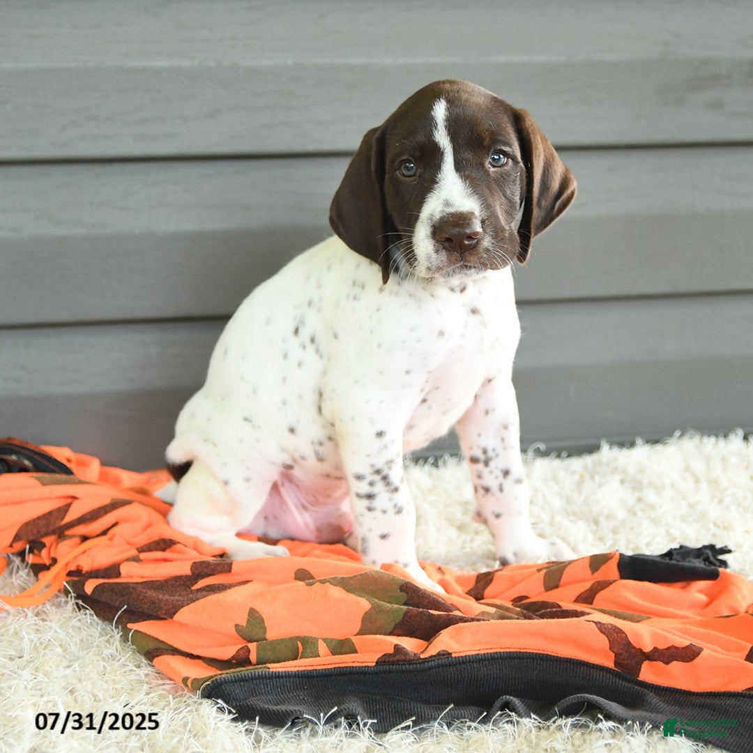 German Shorthaired Pointer dogs for sale: Anchor - Image 5