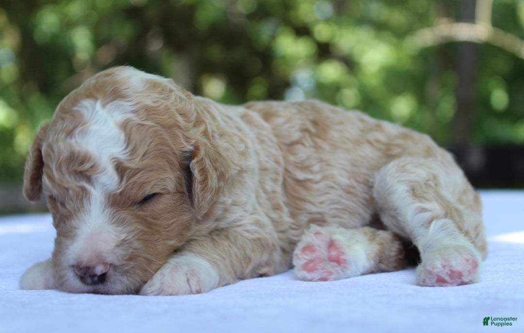 Standard Poodle dogs for sale: London Moyen - Image 6