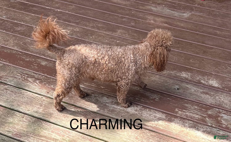 Miniature Poodle dogs for sale - Ad 4