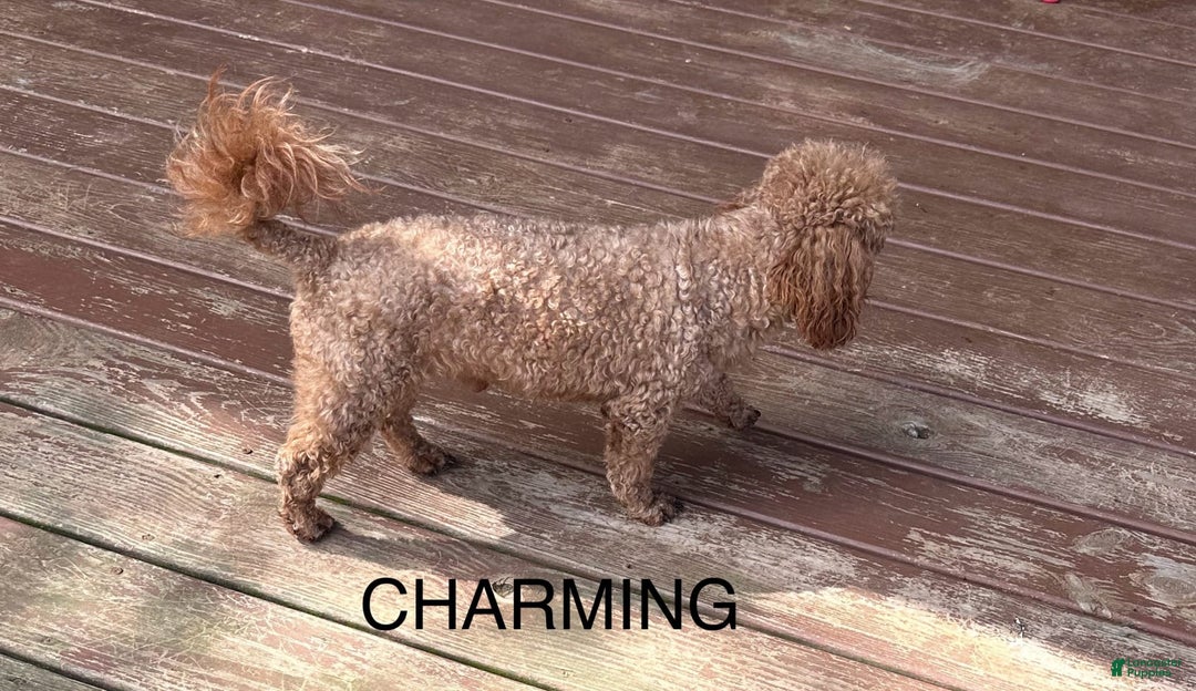 Miniature Poodle dogs for sale: Charming - Image 1