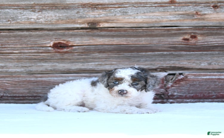 Miniature Poodle dogs for sale - Ad 1
