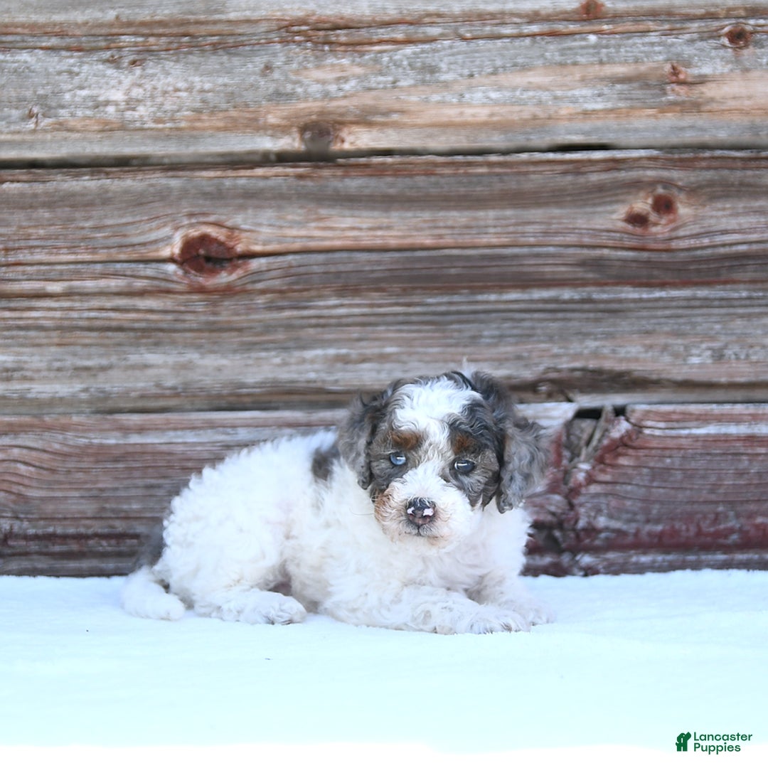 Miniature Poodle dogs for sale: Mac - Image 1