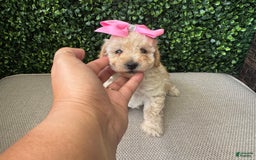 Toy Poodle dogs for sale: Vainilla - Image 5