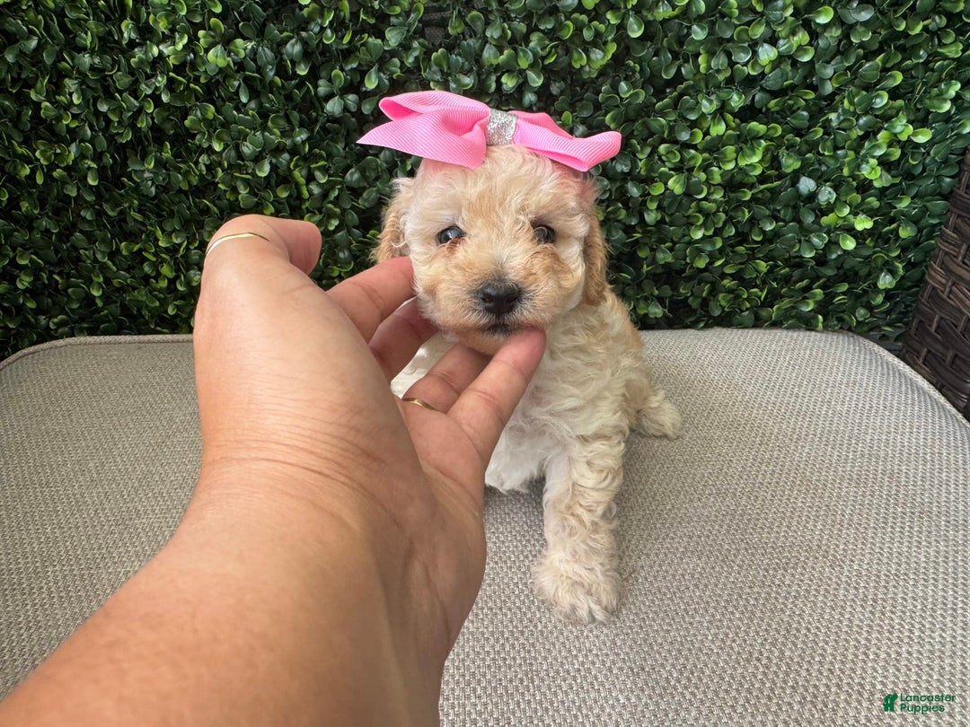 Toy Poodle dogs for sale: Vainilla - Image 5