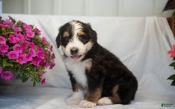 Bernedoodle dogs for sale: Jerry - Image 17