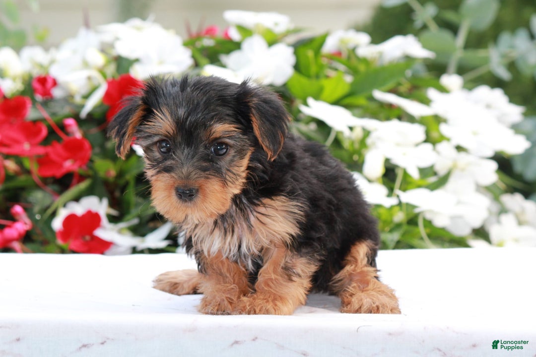 Yorkshire Terrier dogs for sale: Bella - Image 1