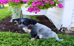Australian Cattle Dog dogs for sale: Bailey - Image 5