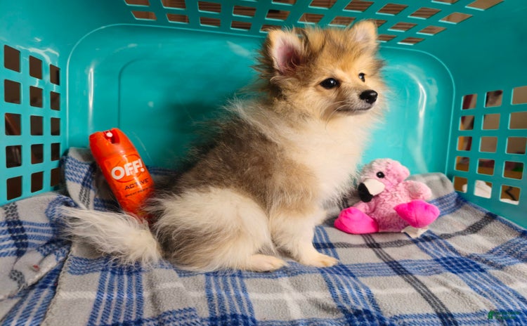 Pomeranian dogs for sale - Ad 2