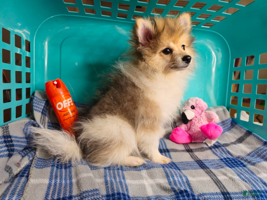 Pomeranian dogs for sale: Earl Flynn - Image 1