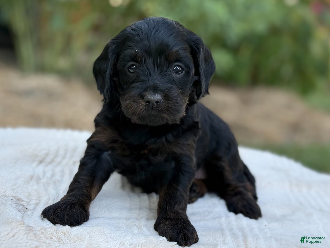 Cavapoo dogs for sale: Luna - Image 8