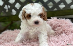 Cavapoo dogs for sale: Bianca - Image 12
