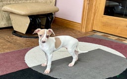 Italian Greyhound dogs for sale: Cindy - Image 3