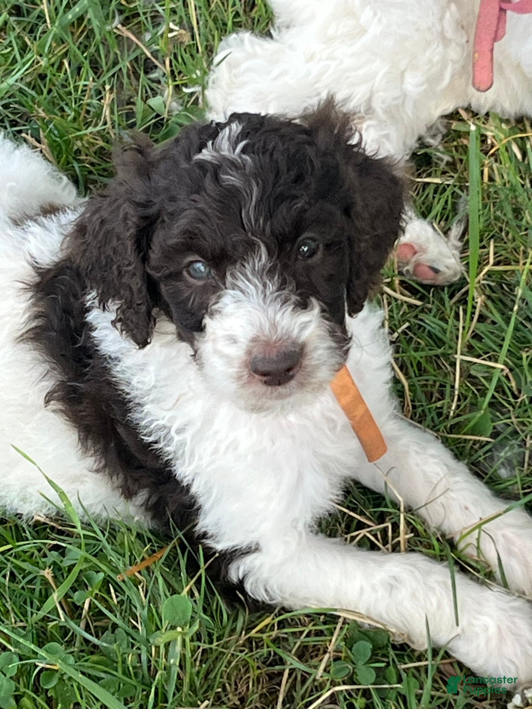 Standard Poodle dogs for sale: Piglet - Image 1
