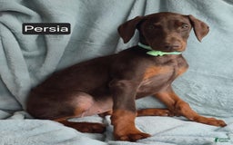 Doberman Pinscher dogs for sale: Persia - Image 1