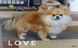 Pomeranian dogs for sale: Purse Pom - Love - Image 2