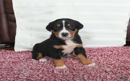 Greater Swiss Mountain Dog dogs for sale: Chip - Image 4