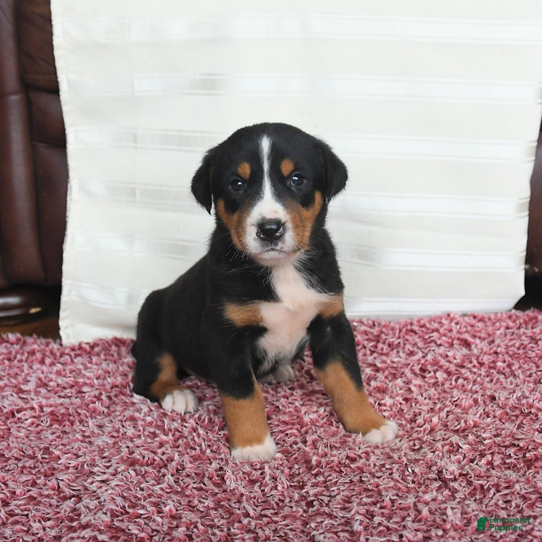 Greater Swiss Mountain Dog dogs for sale: Chip - Image 4
